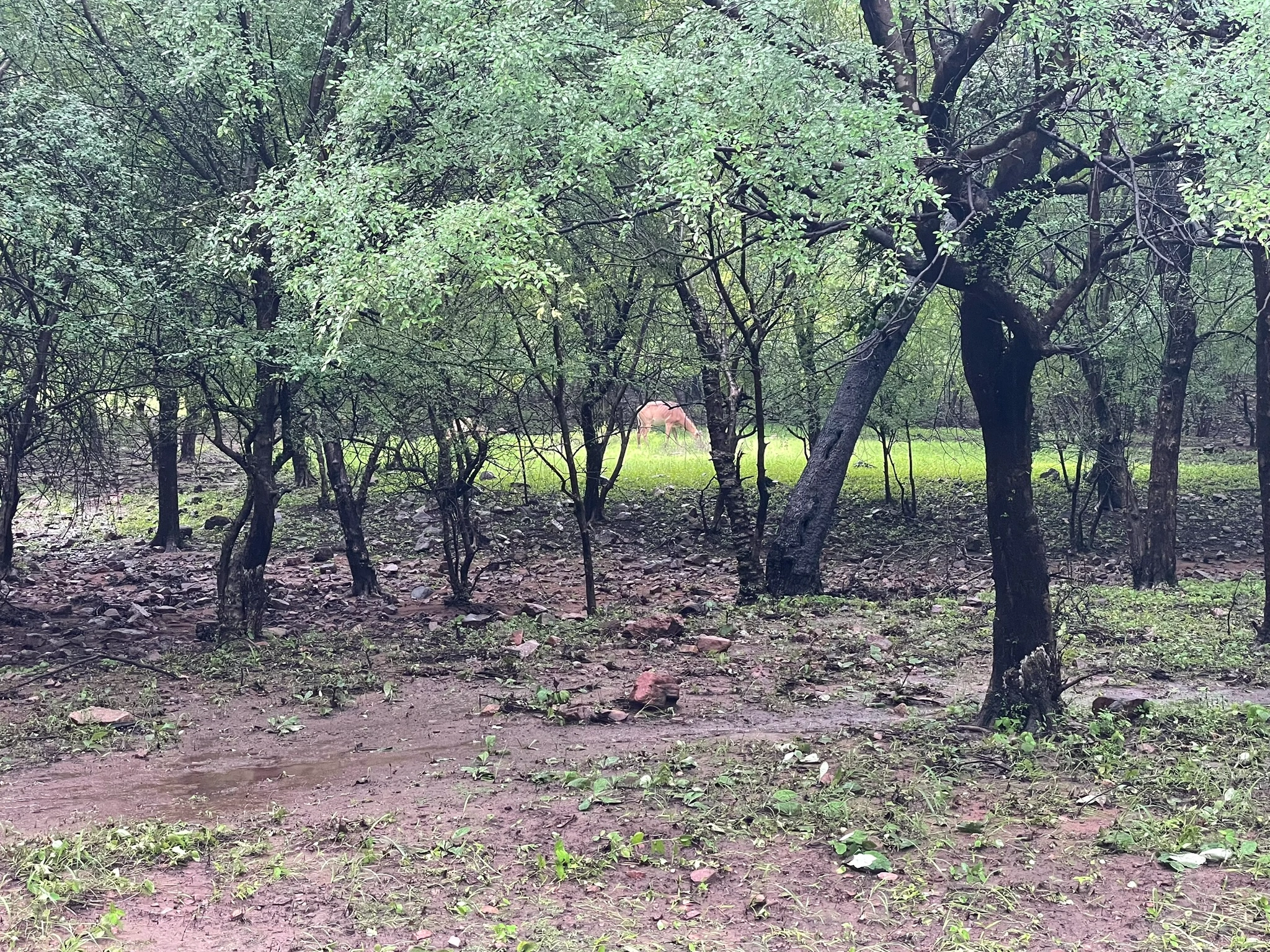 Golden Triangle with Ranthambore: Taj Sunrise & Tiger Safaris - Image 7