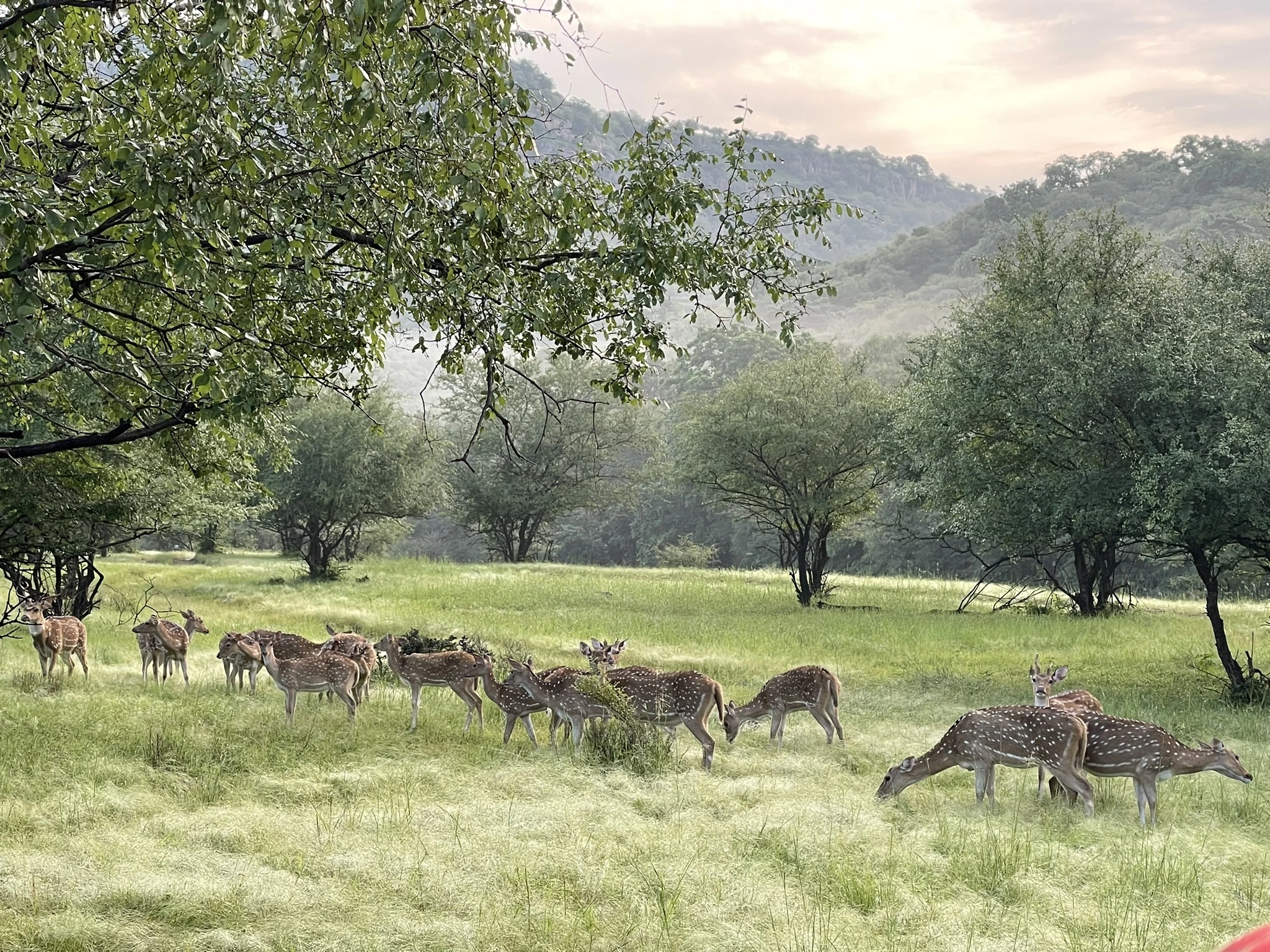 Golden Triangle with Ranthambore: Taj Sunrise & Tiger Safaris - Image 3