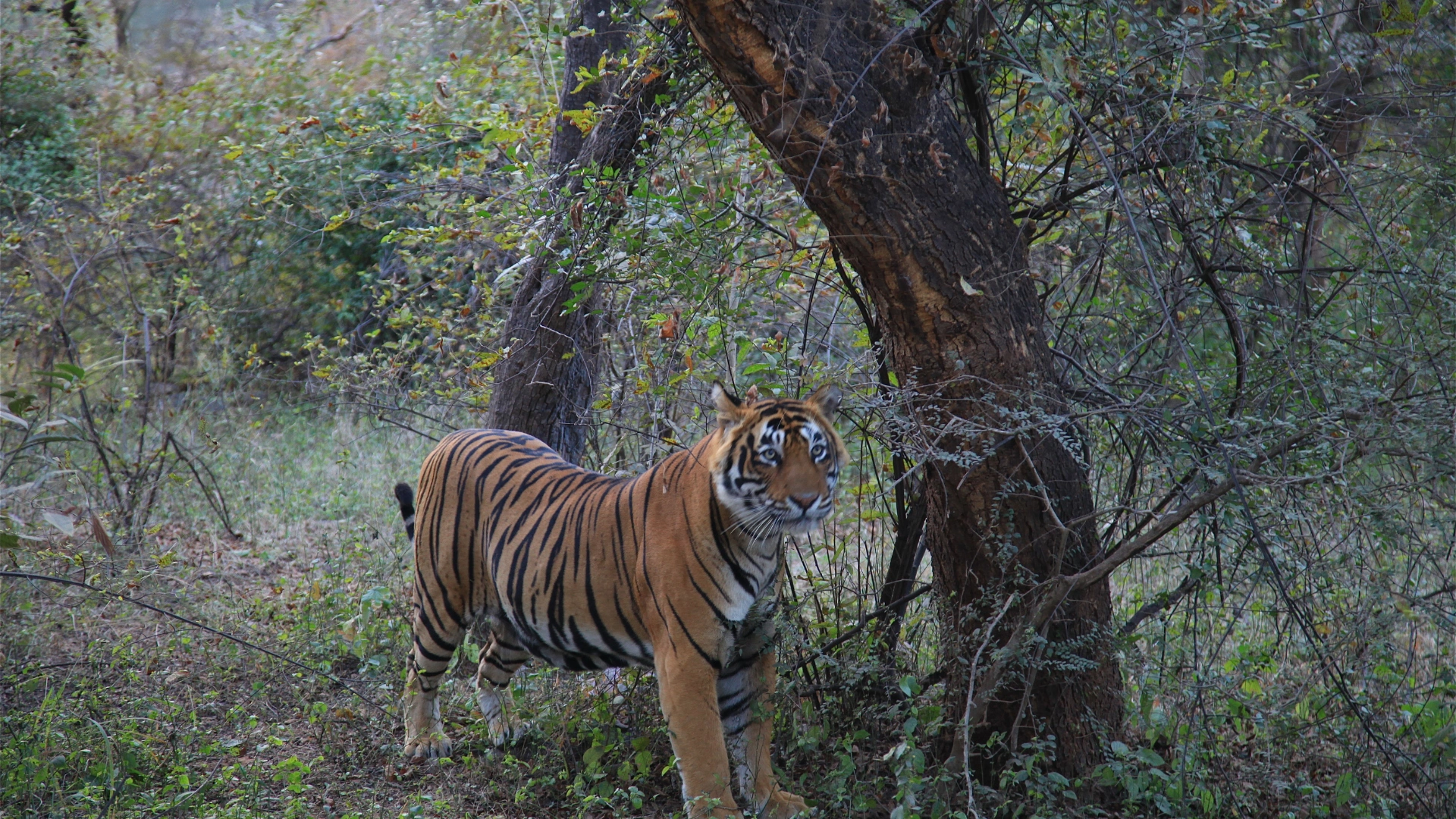 Golden Triangle with Ranthambore: Taj Sunrise & Tiger Safaris