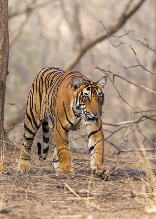 Golden Triangle with Ranthambore: Taj Sunrise & Tiger Safaris
